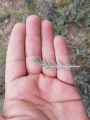 Astragalus hypoleucus