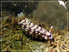 Hypselodoris whitei