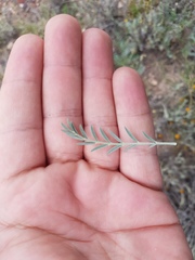 Astragalus hypoleucus