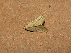 Pharga pholausalis