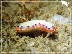 Goniobranchus setoensis