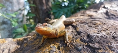 Tropidurus catalanensis