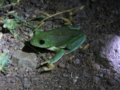 Agalychnis dacnicolor