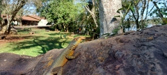Tropidurus catalanensis
