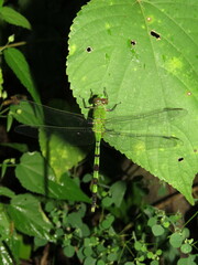 Erythemis vesiculosa