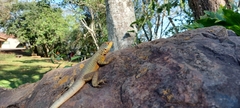 Tropidurus catalanensis