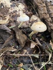 Bolbitius aleuriatus