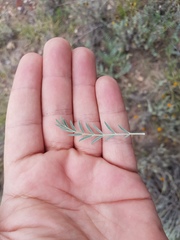Astragalus hypoleucus