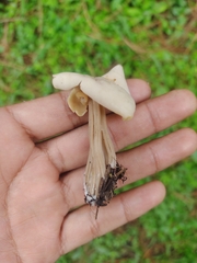 Helvella
