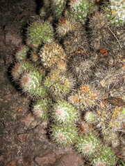 Mammillaria scrippsiana pseudoscrippsiana