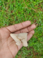 Helvella