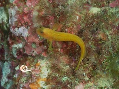 Parablennius pilicornis