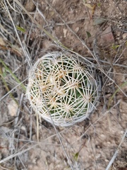Coryphantha radians