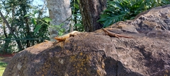 Tropidurus catalanensis