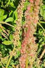 Amaranthus tuberculatus