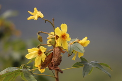 Cochlospermum gillivraei