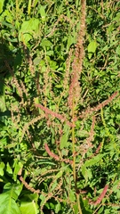 Amaranthus tuberculatus