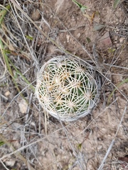 Coryphantha radians