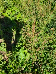 Amaranthus tuberculatus