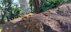 Tropidurus catalanensis