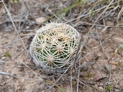 Coryphantha radians