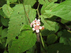 Melochia nodiflora