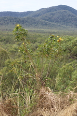 Cochlospermum gillivraei