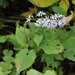 Symphyotrichum cordifolium - Photo (c) johnslowry, algunos derechos reservados (CC BY-NC)