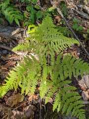 Pteridium aquilinum pubescens