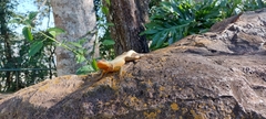 Tropidurus catalanensis