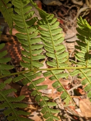 Pteridium aquilinum pubescens