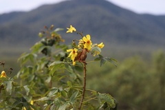 Cochlospermum gillivraei