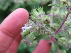 Mesosphaerum suaveolens