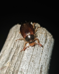 Phytholaema herrmanni