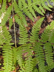 Pteridium aquilinum pubescens
