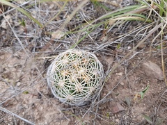 Coryphantha radians