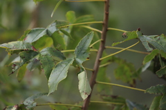 Cochlospermum gillivraei