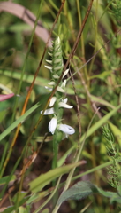 Spiranthes incurva