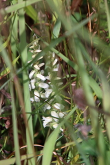 Spiranthes incurva