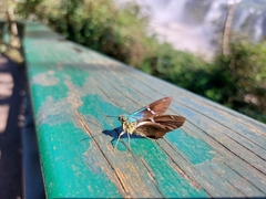 Astraptes fulgerator