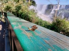 Astraptes fulgerator