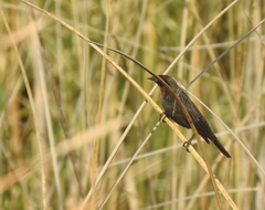 Chrysomus ruficapillus