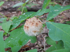 Callirhytis seminator