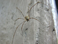 Leptobunus