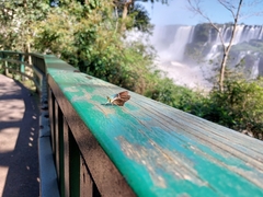 Astraptes fulgerator