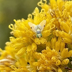 Neaspilota signifera