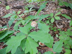 Callirhytis seminator