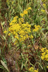 Solidago ohioensis