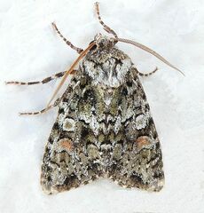 Mimobarathra antonito