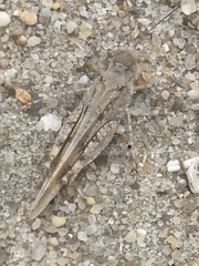 Trimerotropis maritima